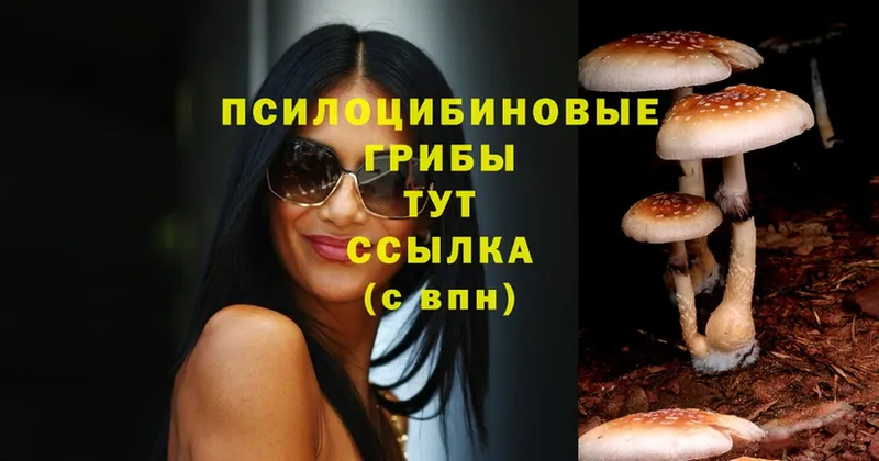 darknet как зайти  Тулун  Галлюциногенные грибы MAGIC MUSHROOMS  blacksprut зеркало 